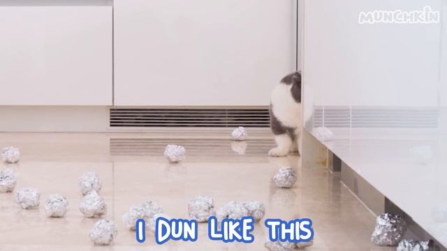 Everything Cats Can Walk On! смотреть онлайн