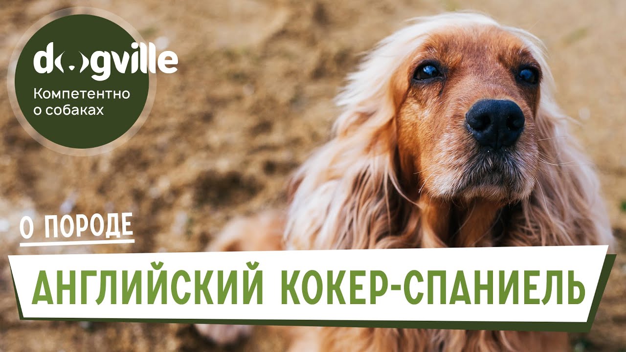 Английский кокер-спаниель - О породе - Как выбрать щенка Английского кокер-спаниеля? смотреть онлайн