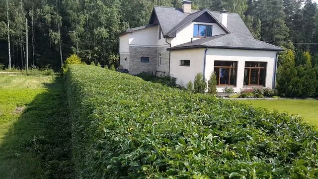 обрезка туй ☎ +7(999)820-80-80 Стрижка туй обрезка живой изгороди цена обрезка туй смотреть онлайн