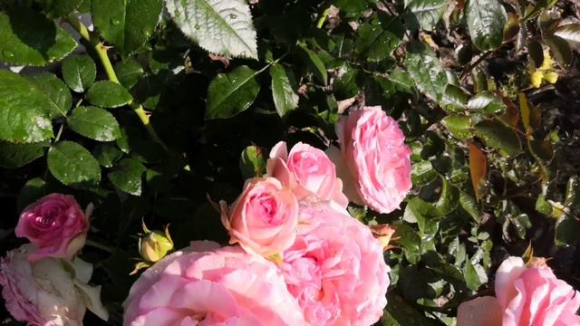 Цветение моих роз в июле  2023