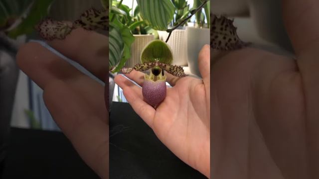 Paphiopedilum Pinocchio, Paphiopedilum Delenatii