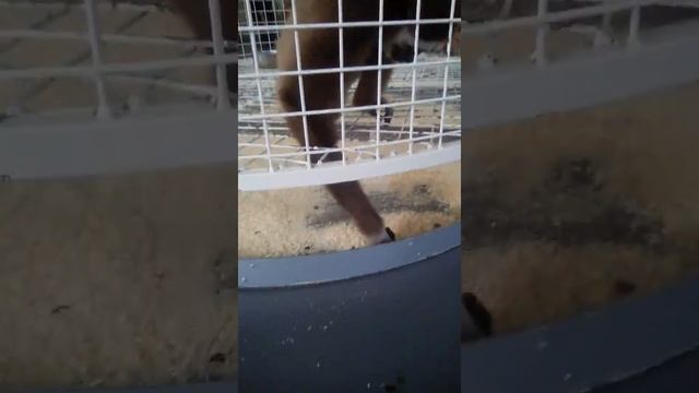 Гиббоны смотреть онлайн