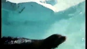 ЖИВОЙ БУДДА ⁄ LIVING BUDDHA