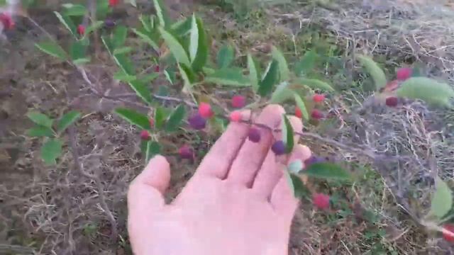 Amelanchier Sleyt (Juneberry) from Spring to Fall смотреть онлайн