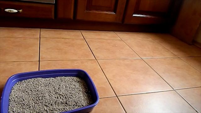 Что нужно котенку на первое время смотреть онлайн