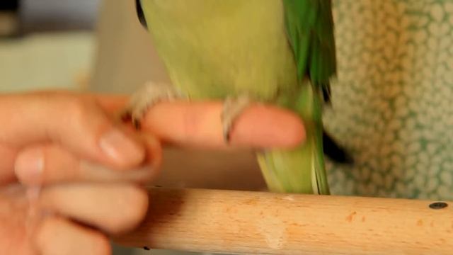 Александрийский попугай, приручение молодого самца. смотреть онлайн