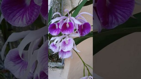 Bl. Morning Glory cattleya orchid