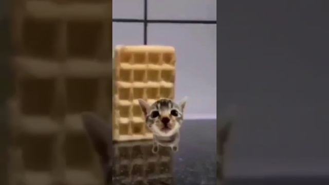 вафля упала на кота а потом? смотреть онлайн