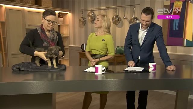 "Найти любящий дом". Директор приюта для животных Лариса Козырева смотреть онлайн