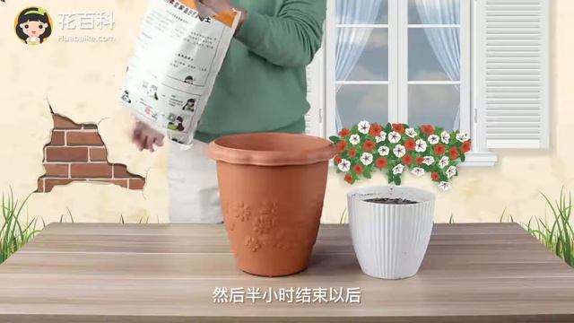 大丽花怎么种，球根的盆栽方法（分步骤教程） смотреть онлайн
