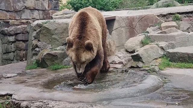 Калининградский зоопарк. Бурый медведь смотреть онлайн
