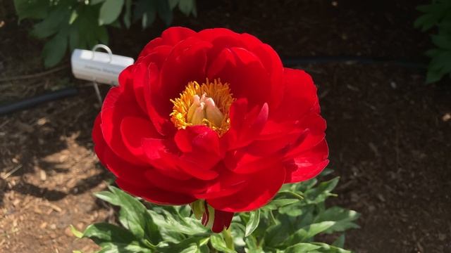 2021 Bloom Season - Alexander Woollcott (Saunders, 1941) смотреть онлайн