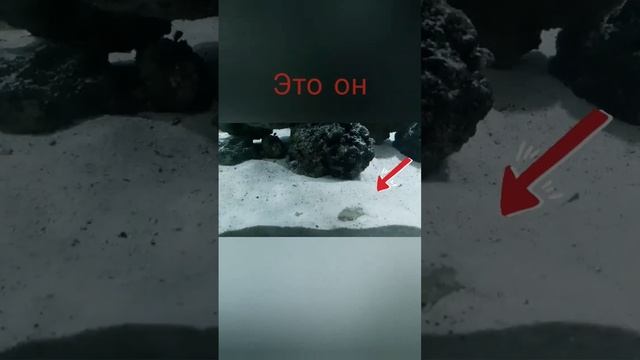 ядовитая рыба- звездочёт из Чёрного моря смотреть онлайн