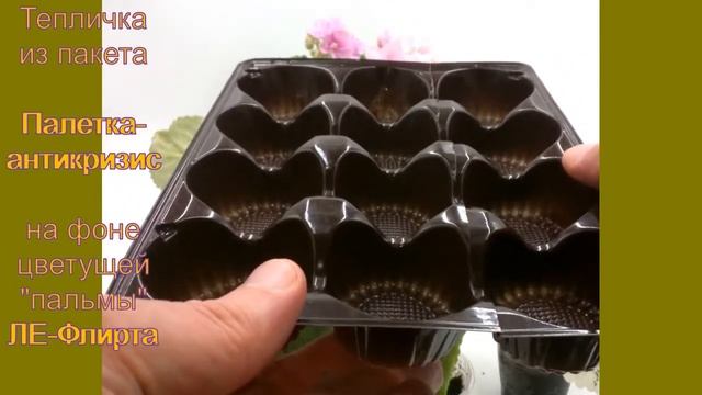 Тепличка для листовых черенков фиалок. Антикризисная палетка смотреть онлайн