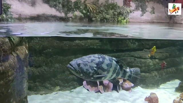 DUBAI FULL TOUR VIDEO- Best Places To Visit, Dubai Travel Packages, Trip Plan- Flying Turtle