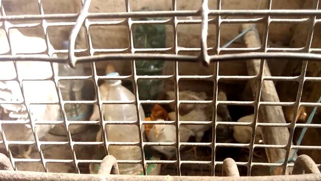 Влияние освещение и цвета цыплятам для поилки и кормушки смотреть онлайн