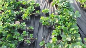 Посадка клубники. Двухрядка, однорядка, трехрядка. Защите от майского жука.