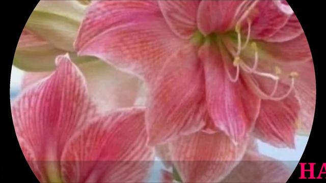 FLOWER PLANT VIDEO || AGRICULTURAL PLANT || GRAFTED PLANT || IMRAN NURSERY || KALKATA || WEST BENGA смотреть онлайн