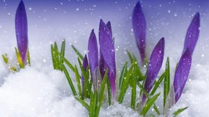 Футаж. Цветы на снегу 10