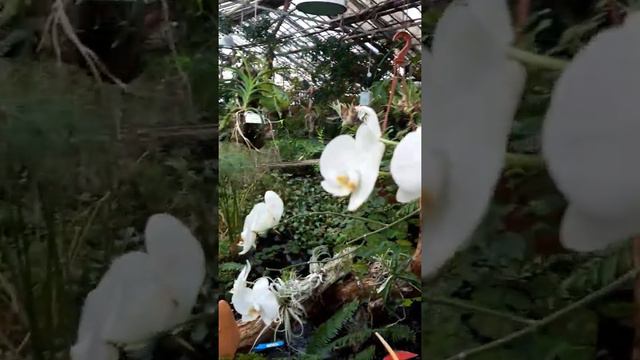 Ботанический сад. Томск. смотреть онлайн