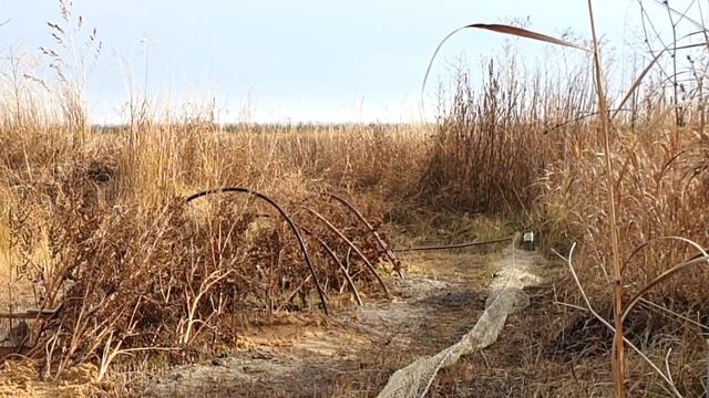Ловля певчих птиц 2020. Щеглы, реполовы, снегурки. Ловля тайником. смотреть онлайн