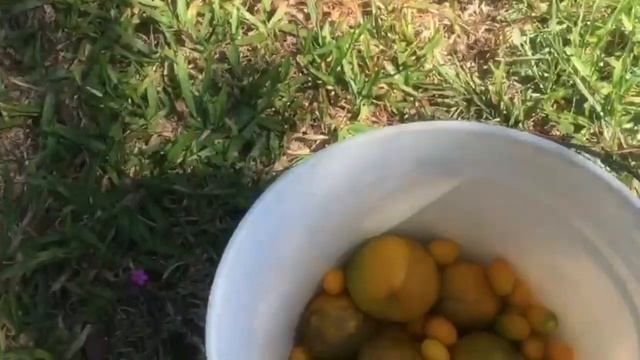 Поездка к Парикмахеру.Ждём Гостей.#vlog#paraguay смотреть онлайн