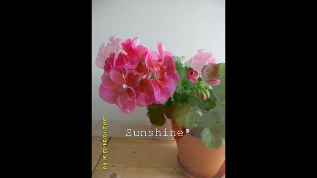 Pelargonium  Flower Fairy Violet