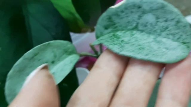 НОВЕНЬКИЕ ХОЙИ: HELLWIGIANA, Grey Ghost, Pachyclada И ОГРОМНЕЙШАЯ КОРОЛЕВА ВЕЧЕРА? смотреть онлайн