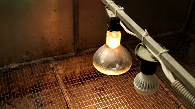 Брудер для перепелов Какие варианты можно сделать? смотреть онлайн