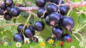 Смородина черная Катюша ? Обзор: посадка и уход. крупномеры смородины Катюша: описание и особенност