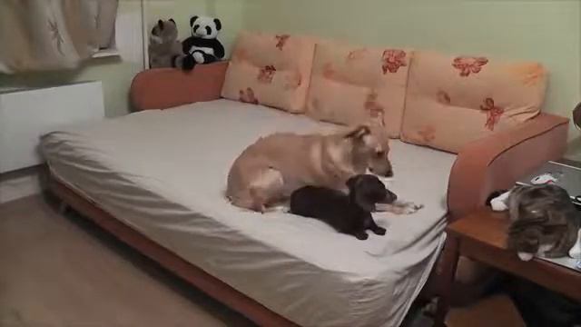 Что делают собаки , пока ждут дома хозяев