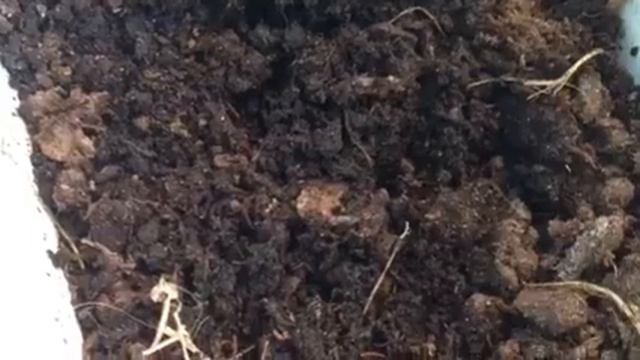 Дослідницька лабораторія 2-Б. Досліди з ґрунтом від Левенець Марини👩🔬 смотреть онлайн