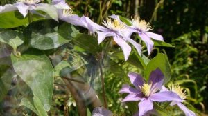 Клематисы. Justa