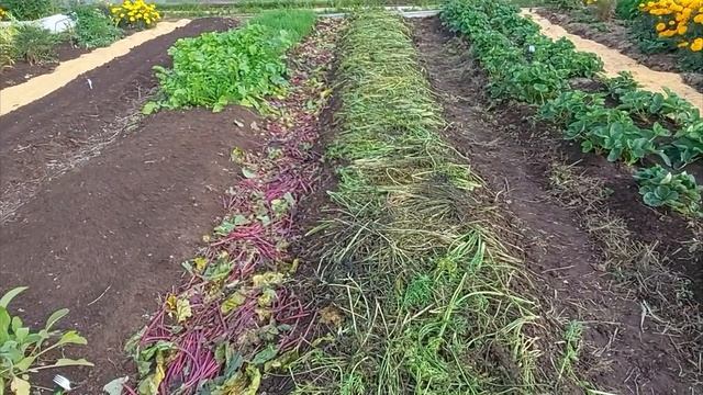 08 09 2021 года. Обзор моего участка. смотреть онлайн