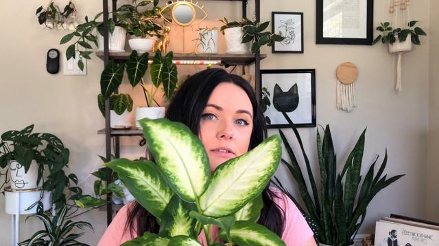 The BIGGEST Houseplant Haul SO FAR | March Houseplant Haul 2021