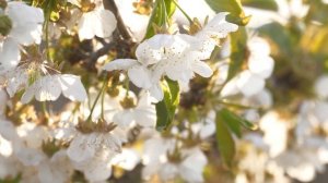 ОЧЕНЬ КРАСИВАЯ ВЕСЕННЯЯ МУЗЫКА, МЕЛОДИЯ ВЕСНЫ, Природа просыпается, ЧАРУЮЩАЯ МЕЛОДИЯ