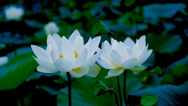 15 mins morning delta waves meditation music for morning wake up and positive energy boost. смотреть онлайн