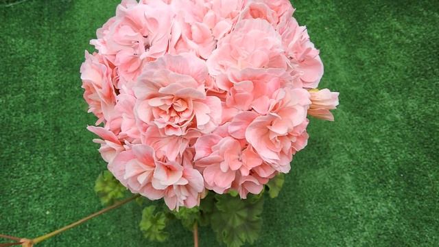 #572.Обворожительная ИВ Эхо Любви? смотреть онлайн