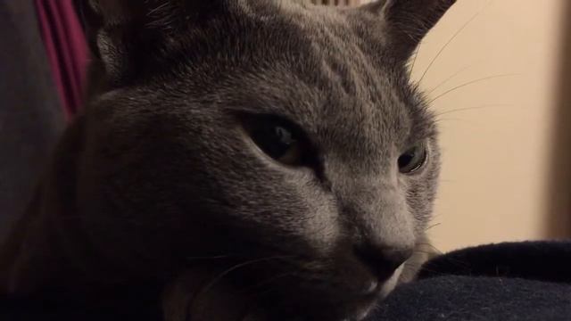 Therapy Cat  Russian Blue /Русская голубая кошка/ロシアンブルー