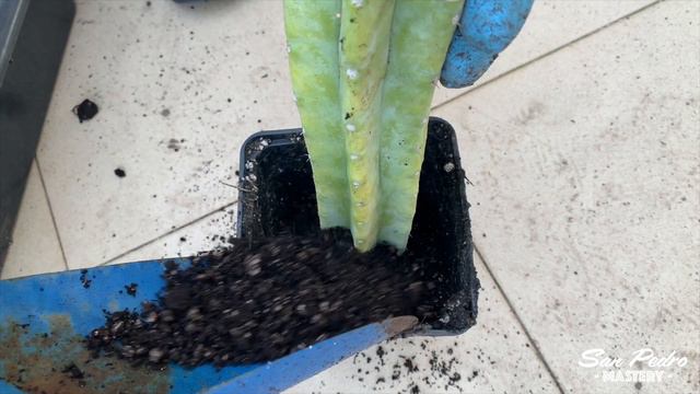 Roots Without Rot! The Safest Method to Root San Pedro Cuttings смотреть онлайн