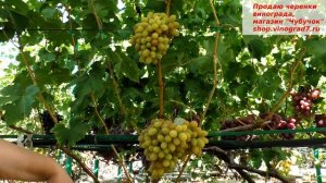 Виноград Днепровская ривьера- и мускат и цвет и сохранность длительное время на кусте - отличная