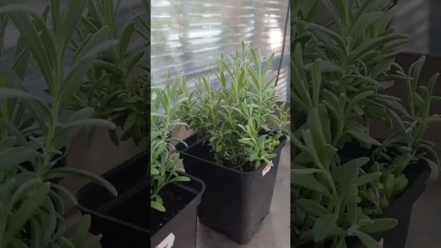 Лаванда сорт Синева смотреть онлайн