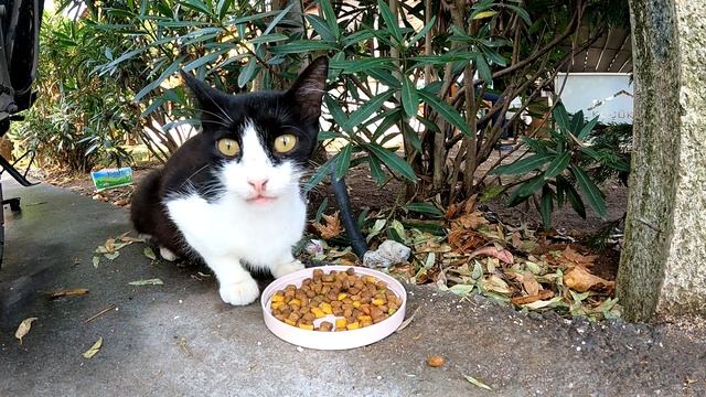 Cat drinking water from the fountain ? Colorful flowers, colorful cats! Super cute cats compilation смотреть онлайн
