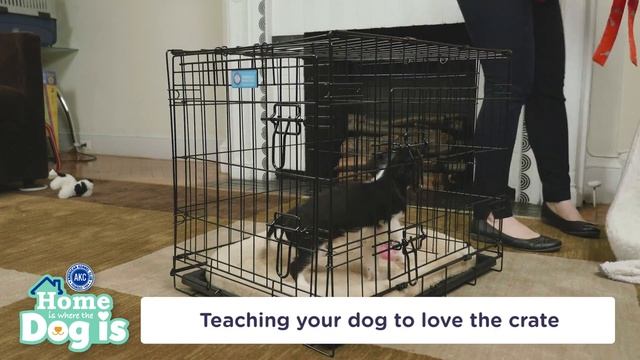 Episode 3 - Crate training - AKC's Home is Where the Dog is смотреть онлайн