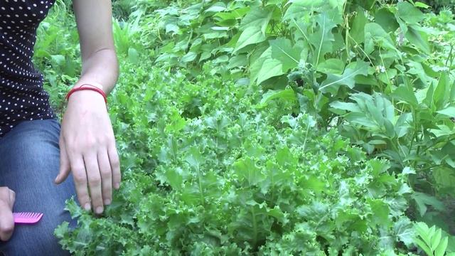Салат фризе - выращивание смотреть онлайн