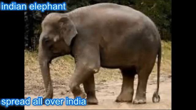 Indian Wildlife     All About Indian Animals