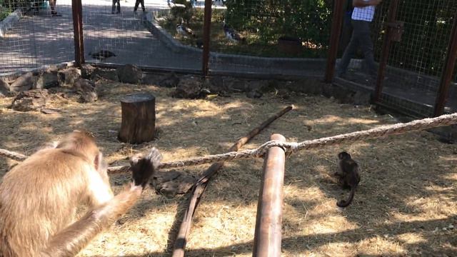 Мартышка и... мои очки...😊