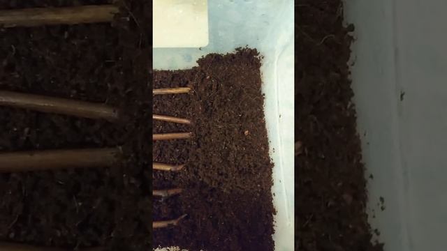 проращивание черенков в кокосе. смотреть онлайн