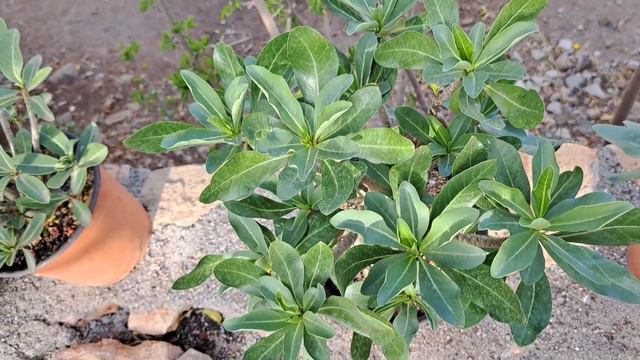 अडेनियम का बाओबाब जेसा बोन्साई Adenium Arabicum CDP MLD | Converting into A BAOBAB Tree Like Bonsai смотреть онлайн