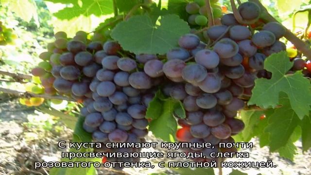Неукрывные сорта винограда смотреть онлайн